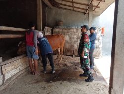 Babinsa Koramil 0810/15 Rejoso Dampingi Vaksinasi Ternak Sapi di Wilayah Binaannya