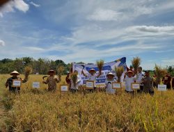 Babinsa Dampingi Panen Padi Warga di Desa Kweden Ngetos