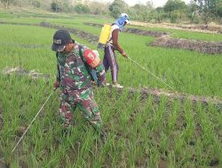 Babinsa Koramil 0810/02 Bagor Membantu melaksanakan penyemprotan gulma padi Dengan Petani Desa Binaan