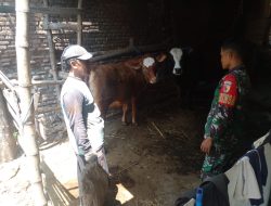 Babinsa Koramil 0810/04 Berbek Komsos Bersama Warga Peternak Sapi Di Wilayah