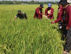 Babinsa Koramil 0810/15 Rejoso Dampingi PPL dan Kelompok Tani Lakukan Pengamatan Tanaman Padi di Wilayah Binaan