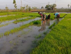 Babinsa Koramil Bagor Bantu Petani Lakukan Pencabutan bibit padi