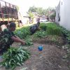 Anggota Koramil 0810/11 Prambon Panen Raya Kangkung dan Pakcoy, Berkah untuk Warga Masyarakat