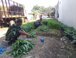 Anggota Koramil 0810/11 Prambon Panen Raya Kangkung dan Pakcoy, Berkah untuk Warga Masyarakat