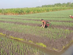 Sukseskan program ketahanan pangan, Babinsa Koramil 0810/02 Bagor dampingi petani bawang merah di desa binaan