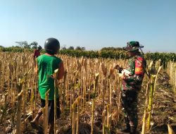 Wujud Kepedulian Terhadap Petani, Babinsa Ngronggot Dampingi Warga Panen Jagung