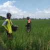 Upaya Tingkatkan Hasil Pertanian, Babinsa Desa Kaloran Bantu Petani Memupuk Padi
