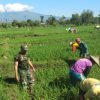 BABINSA KORAMIL 0810/04 BERBEK BANTU PETANI CABUT RUMPUT DI SAWAH DESA SEMARE