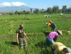 BABINSA KORAMIL 0810/04 BERBEK BANTU PETANI CABUT RUMPUT DI SAWAH DESA SEMARE