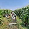 Babinsa Koramil 0810/11 Prambon Bantu Petani Irigasi Lahan Jagung di Desa Sonoageng