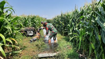Babinsa Koramil 0810/11 Prambon Bantu Petani Irigasi Lahan Jagung di Desa Sonoageng