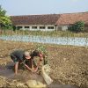Babinsa Dampingi Petani Lakukan Pengairan Tanaman Jagung di Desa Pandantoyo