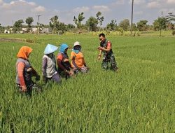 Babinsa Koramil 0810/02 Bagor Dampingi Petani Tingkatkan Produksi Padi