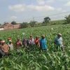 Babinsa Dampingi PPL Sosialisasi Insektisida pada Jagung, Upaya Tingkatkan Produktivitas Petani