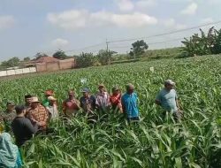 Babinsa Dampingi PPL Sosialisasi Insektisida pada Jagung, Upaya Tingkatkan Produktivitas Petani
