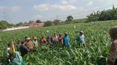 Babinsa Dampingi PPL Sosialisasi Insektisida pada Jagung, Upaya Tingkatkan Produktivitas Petani