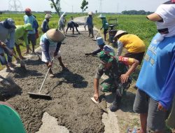 Babinsa Desa Sukorejo Bantu Proses Pengecoran Jalan di Area Persawahan Wilayah Binaan
