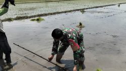 Babinsa Koramil 0810/11 Prambon Dampingi Petani, Wujudkan Ketahanan Pangan di Desa