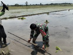 Babinsa Koramil 0810/11 Prambon Dampingi Petani, Wujudkan Ketahanan Pangan di Desa