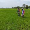 BABINSA BANTU PETANI SEMPROT HAMA DAN LAKUKAN PENYIANGAN PADI DI SAWAH