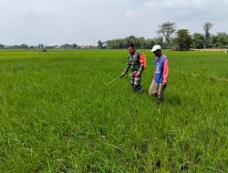 BABINSA BANTU PETANI SEMPROT HAMA DAN LAKUKAN PENYIANGAN PADI DI SAWAH