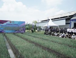 Dandim Nganjuk Dampingi KomandanaKodaeral V dan Kasdam V/Brw Tinjau Panen Raya Bawang Merah, Progam Ketahanan Pangan di Nganjuk