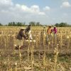 Babinsa Berbek Dampingi Petani Panen Jagung di Desa Semare