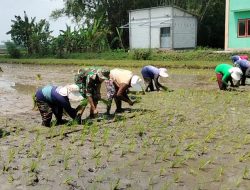 Babinsa Payaman Ajak Warga Tanam Padi Serentak Dukung Ketahanan Pangan