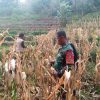 Babinsa Koramil 0810/18 Ngetos Dampingi Warga Panen Jagung di Desa Kepel