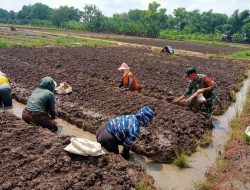 Wujudkan ketahanan pangan dan memotivasi petani, Babinsa Koramil 0810/02 Bagor bantu tanam bawang merah di desa binaan
