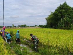 Babinsa Nglundo dan Warga Gotong Royong Bersihkan Saluran Irigasi