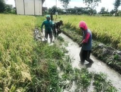 Babinsa Desa Nglundo dan Warga Gelar Kerja Bakti Bersihkan Saluran Irigasi
