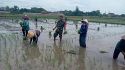 Tingkatkan Ketahanan Pangan, Babinsa Bantu Petani Tanam Padi