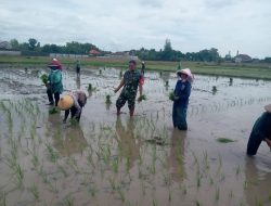 Tingkatkan Ketahanan Pangan, Babinsa Bantu Petani Tanam Padi