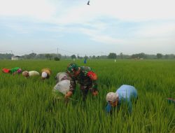 Babinsa Koramil 0810/02 Bagor Dampingi Petani Lakukan Penyiangan Padi di Desa Buduran