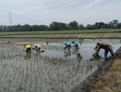 Babinsa Kedungsoko Bantu Petani Tanam Padi Varietas 32
