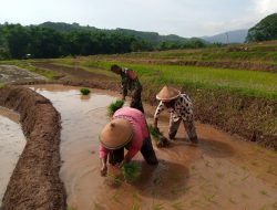 Babinsa kepel bersama Petani membantu Tanam Padi guna ketahanan pangan