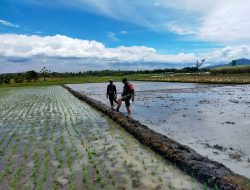 Percepatan Proses Tanam Padi, Babinsa Dampingi Petani Pengolahan Lahan Sawah.