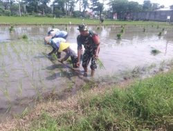 Babinsa Kel. Bogo Koramil 0810/01 Nganjuk Aktif Selalu Dampingi Petani Masa Penanaman Padi