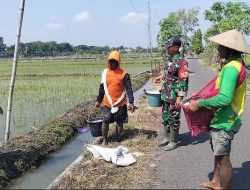 Babinsa Koramil 0810/16 Sukomoro melaksanakan Kegiatan Teritorial, Bantu Petani dalam Pemupukan Padi di Kelurahan Sukomoro