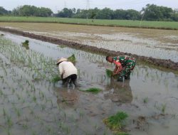 Babinsa Desa Nglundo Dampingi Penanaman Padi Varietas 32 Bersama Poktan Tani Murni