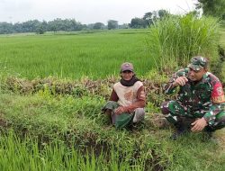Melalui Komsos, Babinsa Koramil 0810/03 Loceret Berikan Motivasi kepada Petani Padi