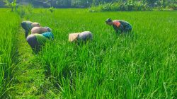 Dukung Ketahanan Pangan Nasional, Babinsa Ds. Mojoagung Bersama Petani Melaksanakan Penyiangan (Matun)
