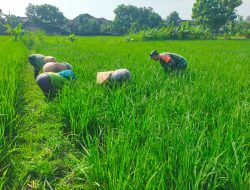 Dukung Ketahanan Pangan Nasional, Babinsa Ds. Mojoagung Bersama Petani Melaksanakan Penyiangan (Matun)