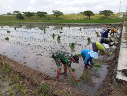 Tingkatkan Ketahanan Pangan, Babinsa Koramil 0810/08 Baron Bantu Petani Tanam Padi