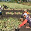 Babinsa Desa Nglundo Bantu Petani Panen Bawang Merah