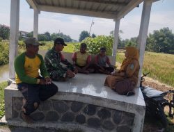 Babinsa Tanjungtani Bersama PPL Laksanakan Komsos dengan Petani