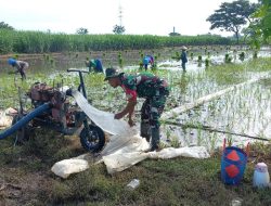 Babinsa Kelurahan Banaran Dampingi Petani Tanam Padi