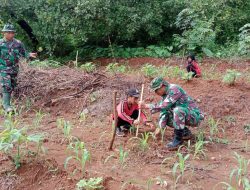 Koramil 0810/05 Sawahan Tanam Jagung, Dukung Ketahanan Pangan di Wilayah