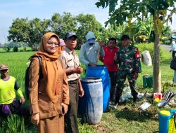 Babinsa Koramil 0810/08 Baron Dampingi Petani Lakukan Perawatan Padi di Desa Mabung